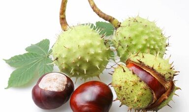 castaño de caballos de las venas varicosas de las extremidades inferiores