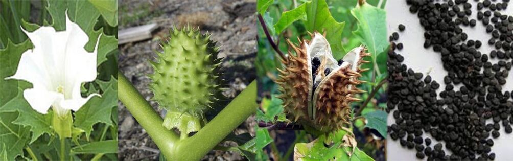 Semillas de datura para el tratamiento de las varices en casa.