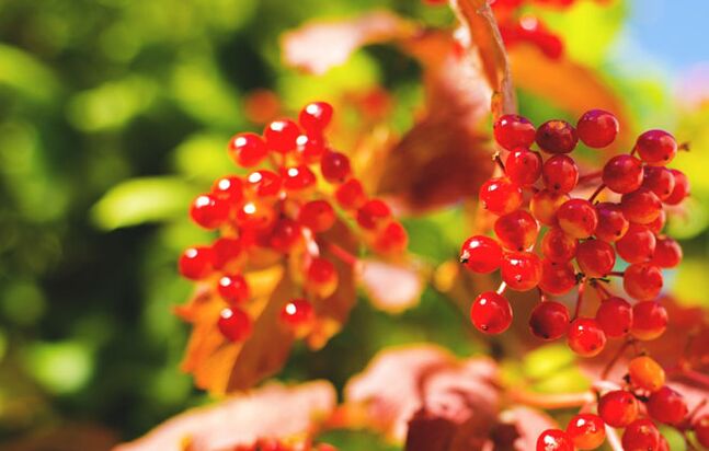 Las bayas de Viburnum ayudan a curar las venas varicosas